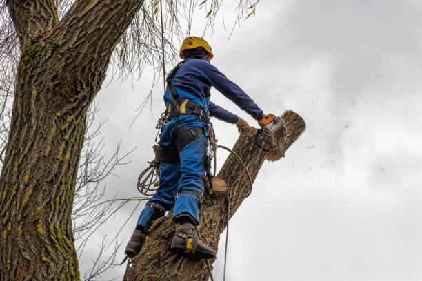 How Our Tree Care Process Works  in Quitman, TX